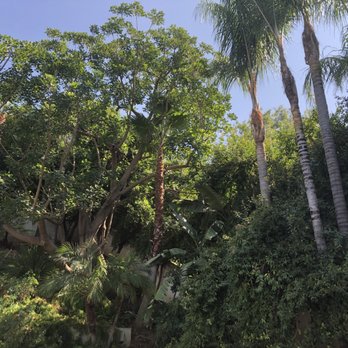 Acosta Tree Service - Tree Services Near Me Acosta Tree Service - Tree Services Near Me