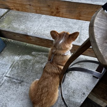 Kiss Cafe - Patio - Cafes Near Me - Ballard, Washington