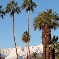 Cielo Sober Living - Beautifully captured winter in Coachella Valley here  Clean blue sky