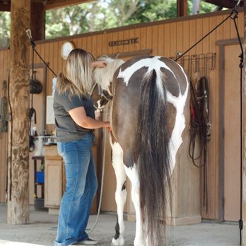 CC equine wellness - Holistic Animal Care Near Me CC equine wellness - Holistic Animal Care Near Me