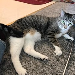 Little Furry Things, LLC - Our pet sitter, Robin, sent us this photo update of her with our happy fur baby