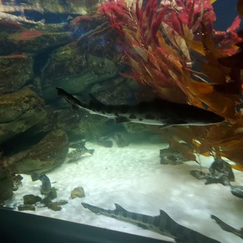 Shedd Aquarium - Display - Aquariums Near Me - Chicago, Illinois