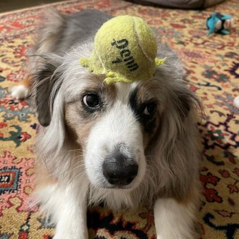 TrueCare for pets - Charlie - Veterinarians Near Me - Studio City, California TrueCare for pets - Charlie - Veterinarians Near Me - Studio City, California