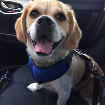 The Spaw - A happy boy after a day at The Spaw!!! - Pet Groomers Near Me - Tustin, California The Spaw - A happy boy after a day at The Spaw!!! - Pet Groomers Near Me - Tustin, California