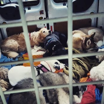 Pet Sounds - Plenty of room in the van. The dogs bond with one another after a park adventure. - Dog Walkers Near Me Pet Sounds - Plenty of room in the van. The dogs bond with one another after a park adventure. - Dog Walkers Near Me