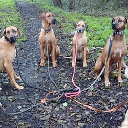 best pet resorts near me