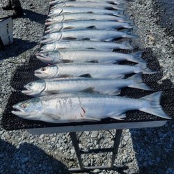 Cooper Landing Fishing Guide - 11 of our group's 12 fish!!! Thanks, Brian!!