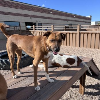 Digstown Doggie Day Care, Lodge, and Spaw - Pet Groomers Near Me - Denver, Colorado Digstown Doggie Day Care, Lodge, and Spaw - Pet Groomers Near Me - Denver, Colorado