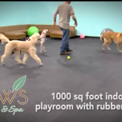 Paws Resort & Spa - 1000 sq ft indoor playroom with rubber floors.