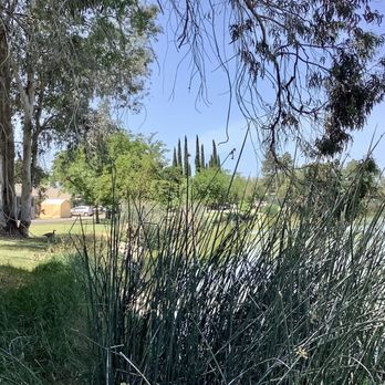 San Joaquin River Club - Plants and trees. - Social Clubs Near Me - Tracy, California