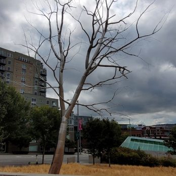 Olympic Sculpture Park - Metal tree - Parks Near Me - Seattle, Washington Olympic Sculpture Park - Metal tree - Parks Near Me - Seattle, Washington
