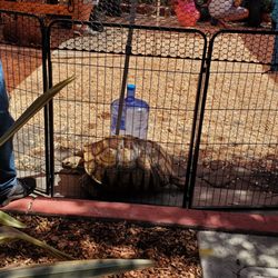 Castro Valley Fall Festival - Petting Zoo (large tortoise)