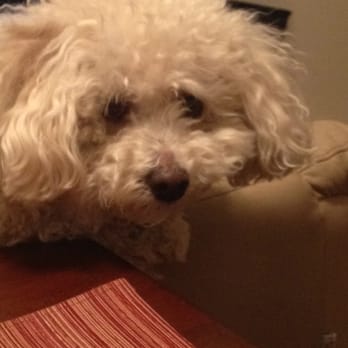 Kramers Pet Sitting - Dog Walkers Near Me - Chicago, Illinois Kramers Pet Sitting - Dog Walkers Near Me - Chicago, Illinois