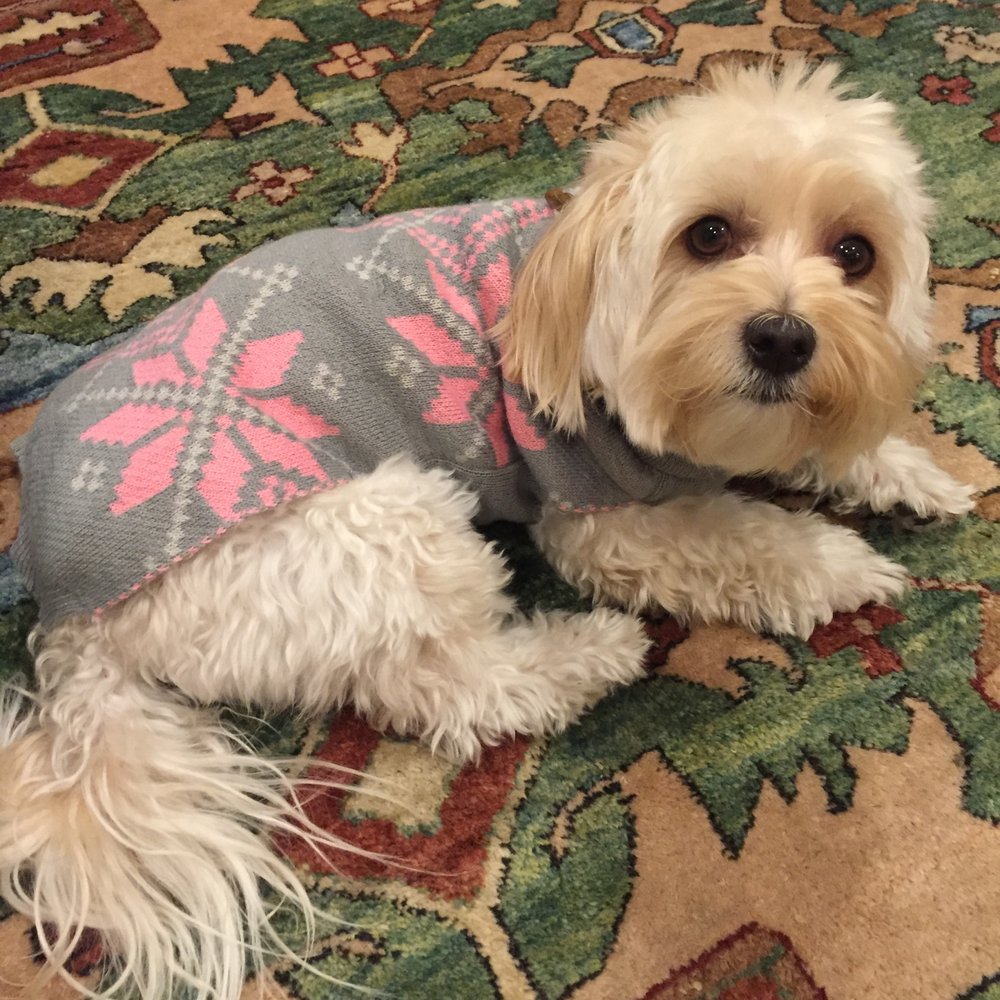 Vikki Boyd - So cute! - Pet Training Near Me Vikki Boyd - So cute! - Pet Training Near Me