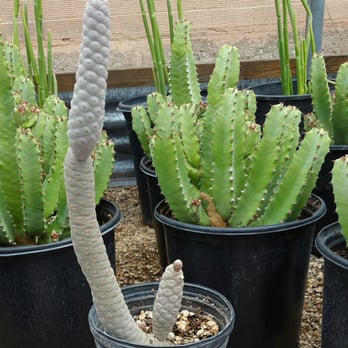 Old Pueblo Cactus - I wish this pine cone cactus could have fit in my carry-on. - Nurseries & Gardening Near Me - Tucson, Arizona