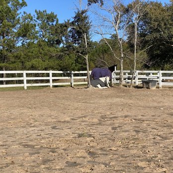 Equine International Stables - Paddock - Horseback Riding Near Me - Cypress, Texas Equine International Stables - Paddock - Horseback Riding Near Me - Cypress, Texas