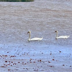 Back Bay National Wildlife