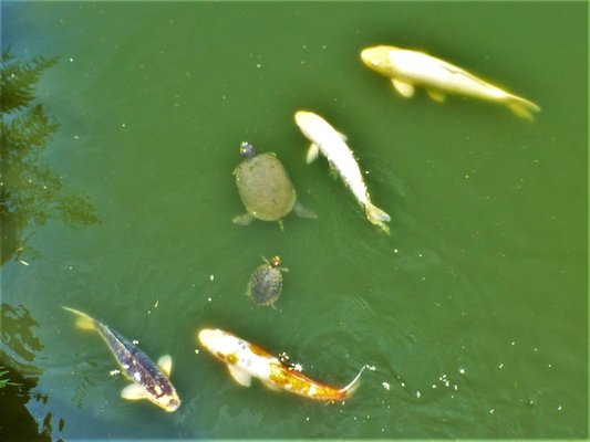 Shukkeien Garden by null