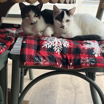 OC Animal Care - Joobie and Bennie - Animal Shelters Near Me - Tustin, California OC Animal Care - Joobie and Bennie - Animal Shelters Near Me - Tustin, California