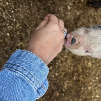 SoCalMiniPigs - Piggy - Pet Breeders Near Me - Valley Center, California
