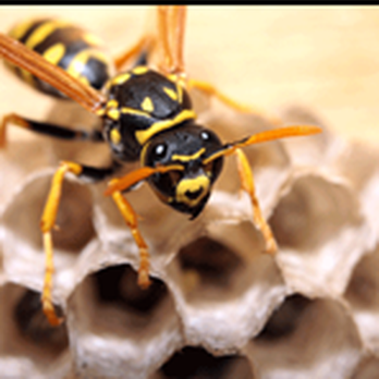 Manny's Termite & Pest Control - Pest Control Near Me Manny's Termite & Pest Control - Pest Control Near Me
