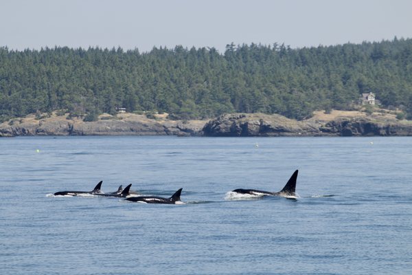Orca Spirit Adventures Whale Watching by null