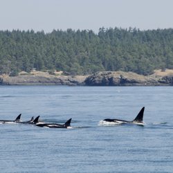 Orca Spirit Adventures - Family of Killer Whales