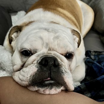 Refining Dogs - Mya exhausted from her training with her best friend Justine. - Pet Training Near Me