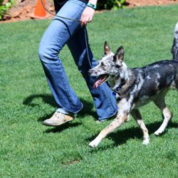 Take The Lead Canine Coaching