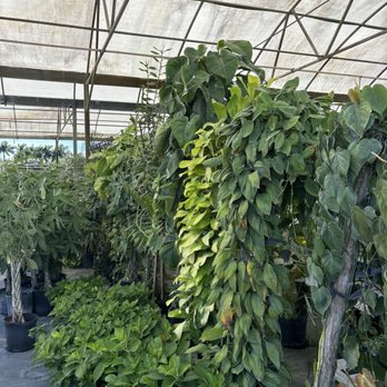 Action Sod & Landscape Gardens - Plants to hang - Nurseries & Gardening Near Me - Miami, Florida Action Sod & Landscape Gardens - Plants to hang - Nurseries & Gardening Near Me - Miami, Florida