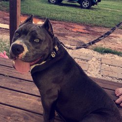 Papa Johns Pizza - The American Bully named Chevelle that our delivery guy was so kind to!
