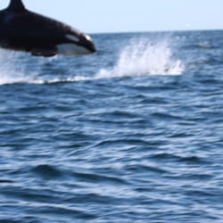 Swoboda Charters - Killer Whales giving the boat a show