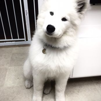 Wild Dog Grooming - Pet Groomers Near Me - Fremont, California Wild Dog Grooming - Pet Groomers Near Me - Fremont, California