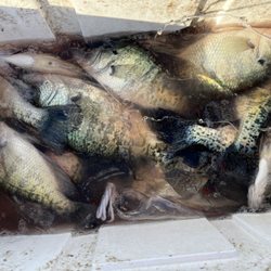 KP Fishing Guide Service - Tons of crappie