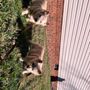 Photo of Lakeside Pet Sitting