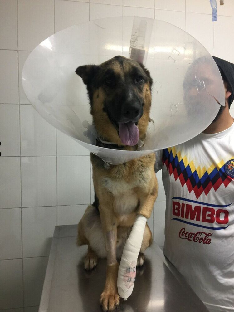 Descubrir 48+ imagen vet playas dr fimbres Viaterra.mx