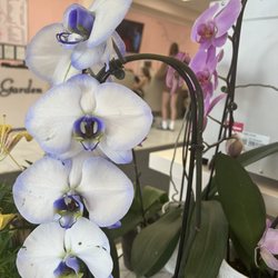 Rose Garden Nail Spa - Plants where you wait