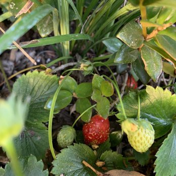 Nick House Gardening - Our home grown strawberries - Thank you Nick!!! - Gardeners Near Me - Los Angeles, California Nick House Gardening - Our home grown strawberries - Thank you Nick!!! - Gardeners Near Me - Los Angeles, California