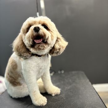 Bark N Style Spa Pet Grooming - Pet Groomers Near Me - Lutz, Florida Bark N Style Spa Pet Grooming - Pet Groomers Near Me - Lutz, Florida