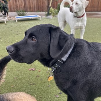LApetcare - Dog Walkers Near Me