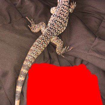 Reptile Rapture - Reptile Shops Near Me - Monona, Wisconsin