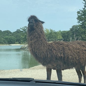 Arbuckle Wilderness - His poor fur is so matted - Zoos Near Me - Davis, Oklahoma Arbuckle Wilderness - His poor fur is so matted - Zoos Near Me - Davis, Oklahoma