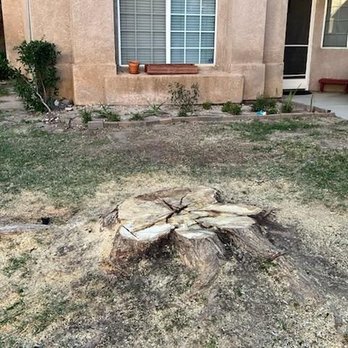 Pedro's Landscape - Cut tree - Landscaping Near Me - Hesperia, California Pedro's Landscape - Cut tree - Landscaping Near Me - Hesperia, California