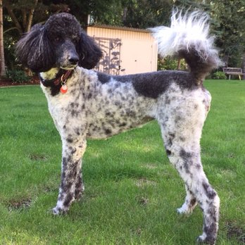 Markeydas Pet Grooming - Thanks ladies you did an amazing job. Keesha says thanks! - Pet Groomers Near Me - Langley, British Columbia Markeydas Pet Grooming - Thanks ladies you did an amazing job. Keesha says thanks! - Pet Groomers Near Me - Langley, British Columbia