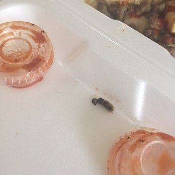 Taqueria Los Martinez - That's clearly a bug you can see the wings - Mexican Near Me Taqueria Los Martinez - That's clearly a bug you can see the wings - Mexican Near Me