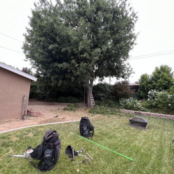 VIP Tree Trimming Services - Tree Services Near Me VIP Tree Trimming Services - Tree Services Near Me