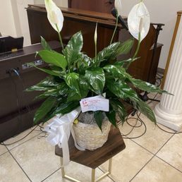 A beautiful Plant! A beautiful Plant!