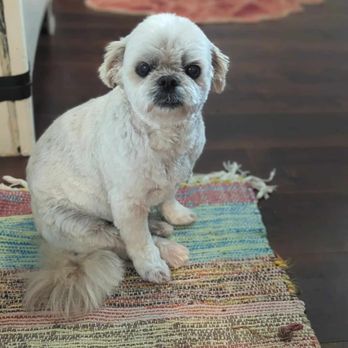 BJ's Paws Spa - Gucci - Pet Groomers Near Me - Orangeville, Ontario