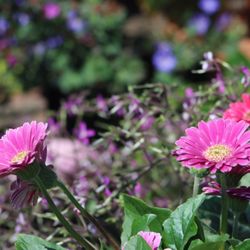 City Farmers Nursery - Bee's love this flower!