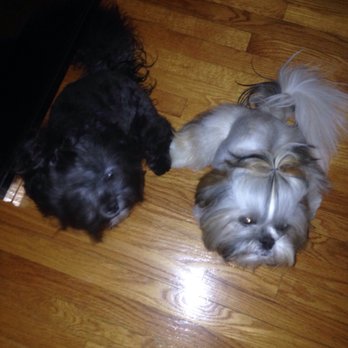 Delmar Doggie Design - Pet Groomers Near Me - Saint Louis, Missouri